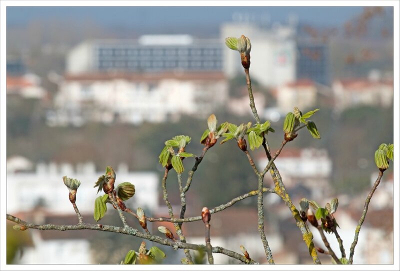 ville bourgeons batiments matin 270316