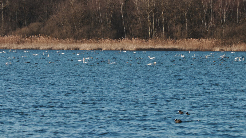 IMG_1954 - Copie