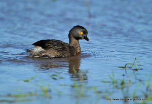 grebe