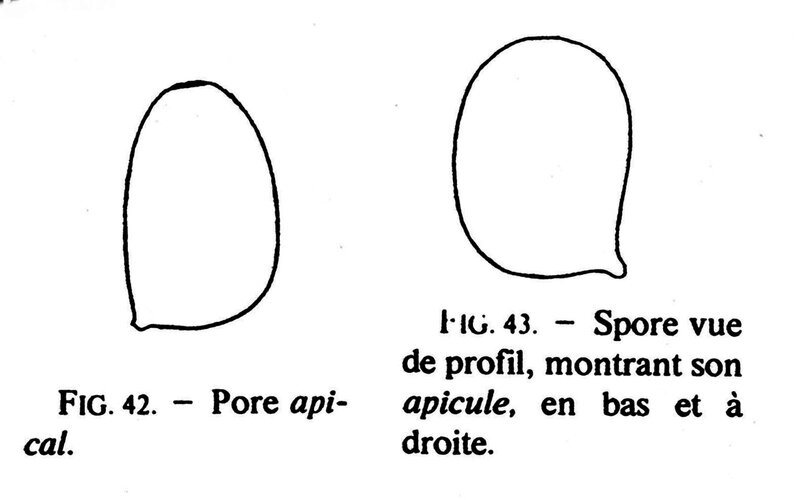 Joss p 195 fig 42 43