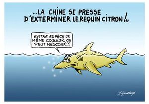 Requin citron