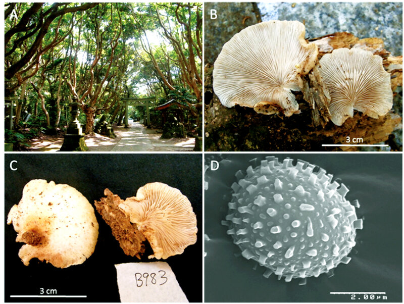 Crepidotus crocophyllus Fig1