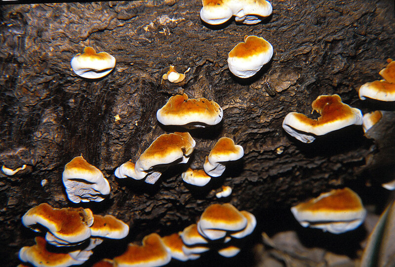 Truncospora cf ochroleuca 2001 1005 (2)