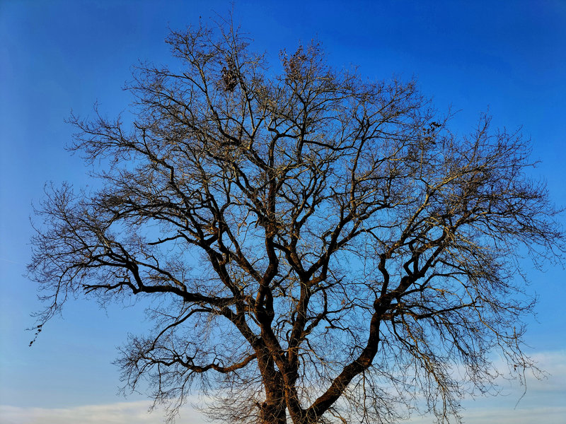 Viellenave-de-Navarrenx, arbre en hiver