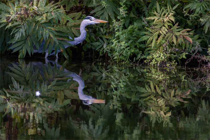 oiseau héron reflet 2 090922