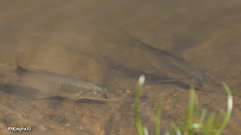 Photos JMP©Koufra12 - Le Caylar - Poissons - 21102018 - 0026