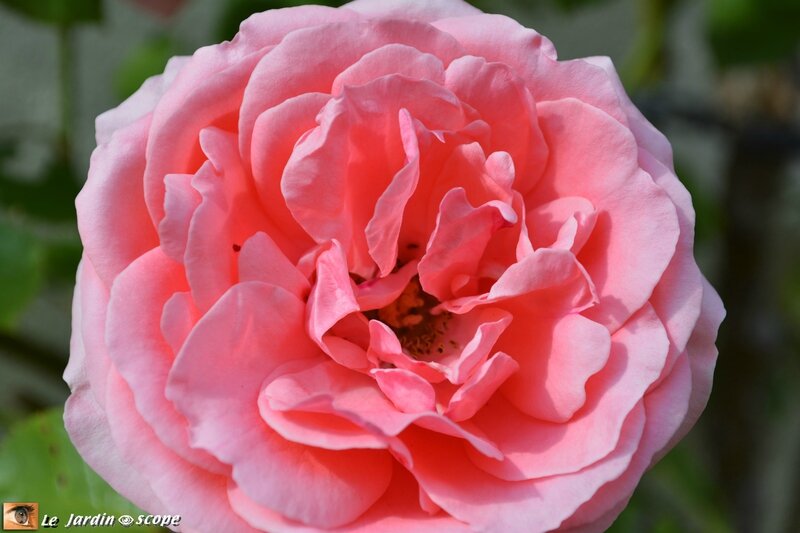 Rose-Kimono