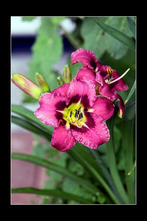 Hemerocallis1