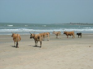 07_03_26_F_senegal__042_1_vaches