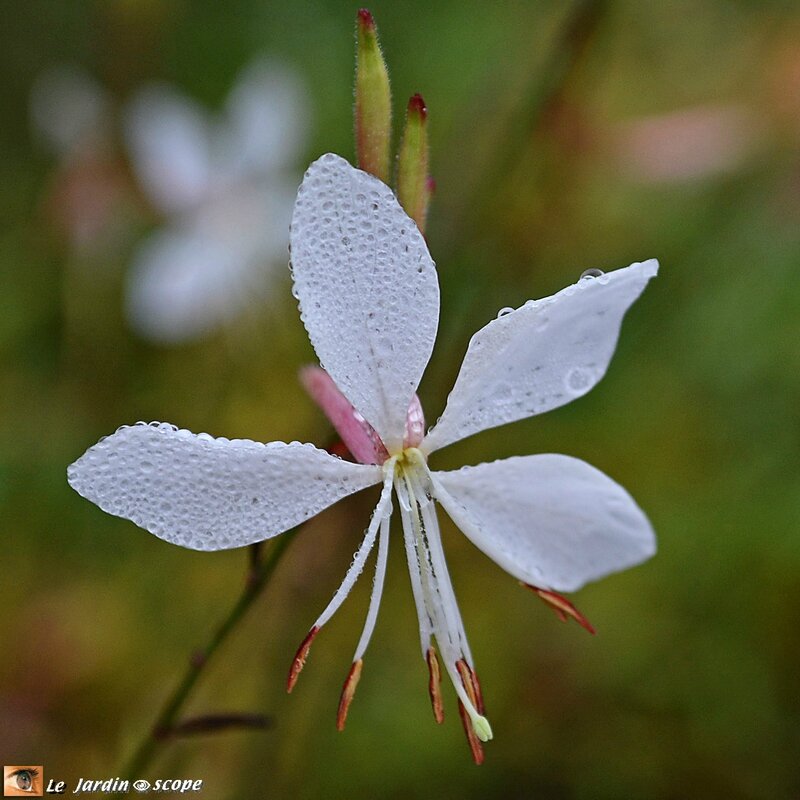 Gaura-et-rosée