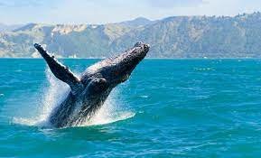 Kaikoura | Croisière pour admirer les Baleines - Notre avis