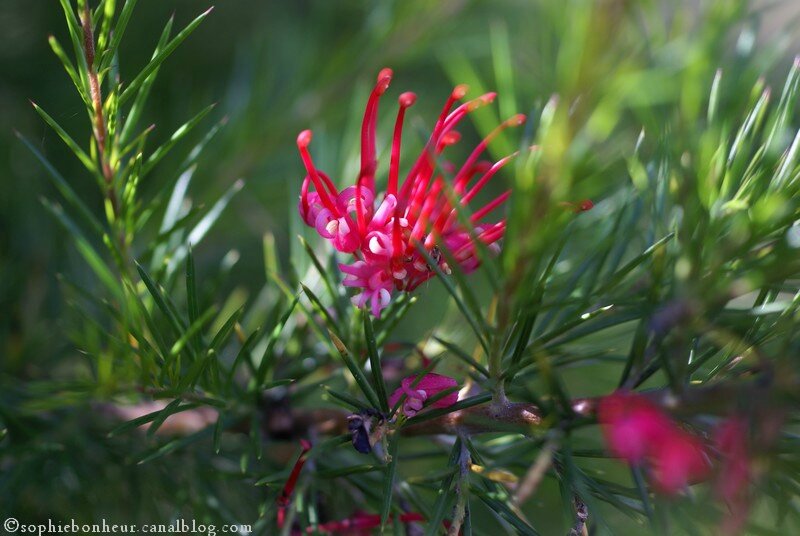 MM grevillea