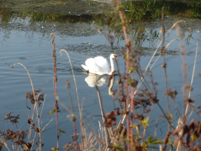 3-23b cygne à Donaueschingen