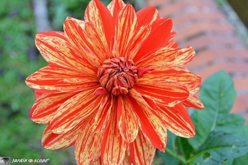 Dahlias décoratifs