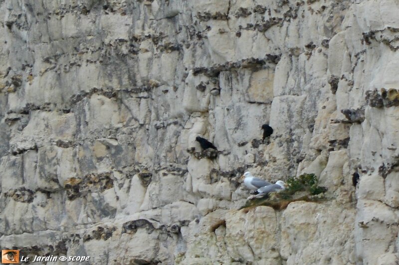 Choucas-et-goélands-sur-une-falaise