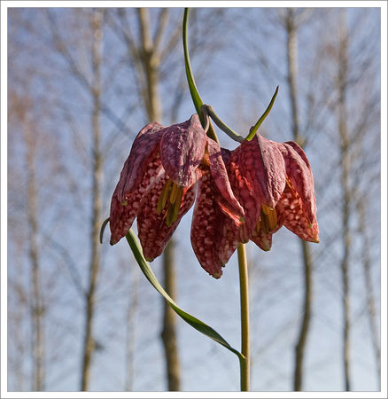 fritillaires_GP_200309