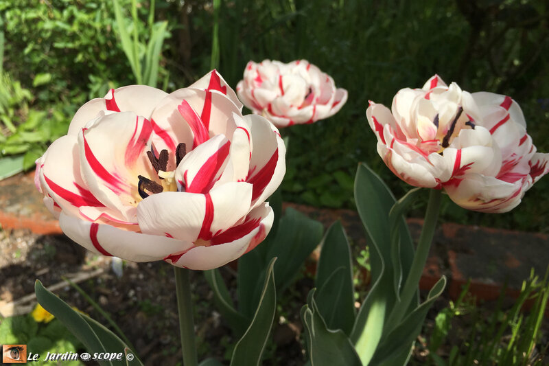 Tulipes-Carnaval-de-Nice