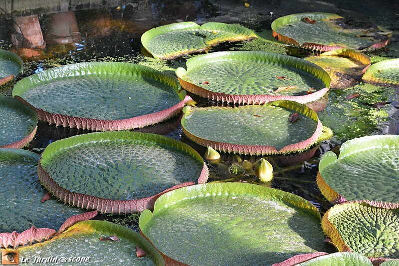 Nymphea Victoria cruziana