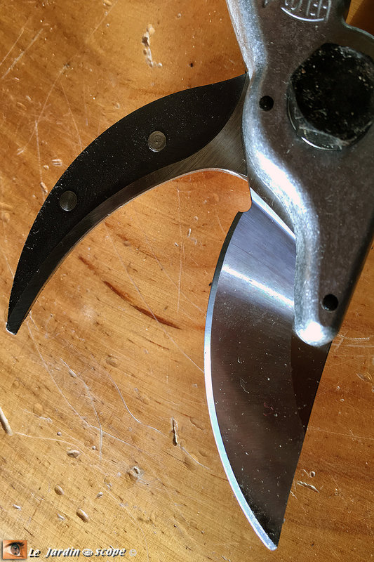 Sécateur Felco - détail de la lame