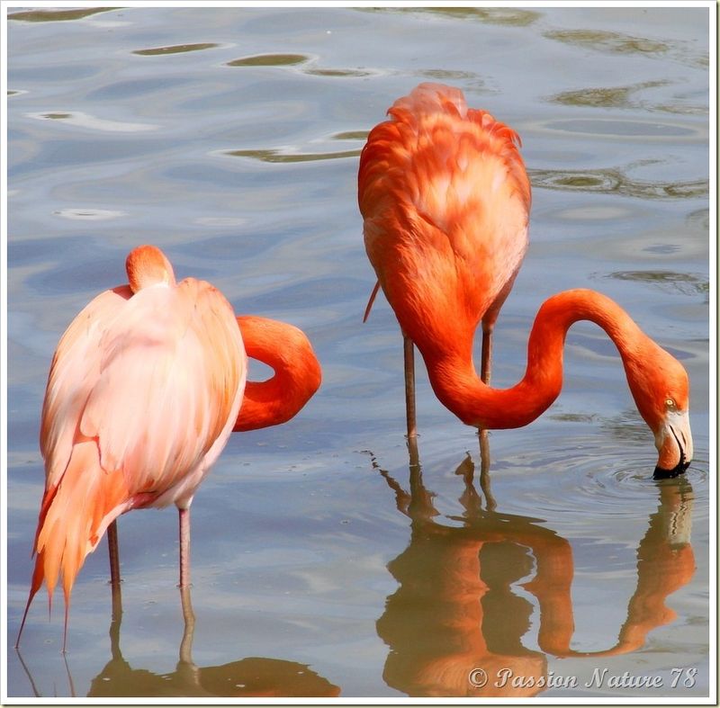 Les flamants roses (13)