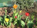fleurs_avril_006