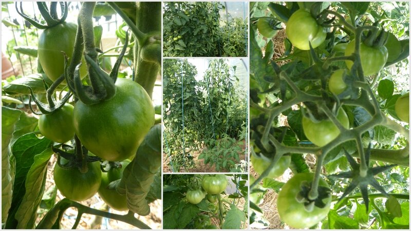 8-tomates