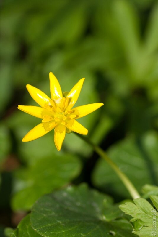 Ficaire Fausse-Renoncule Ranunculus Ficaria