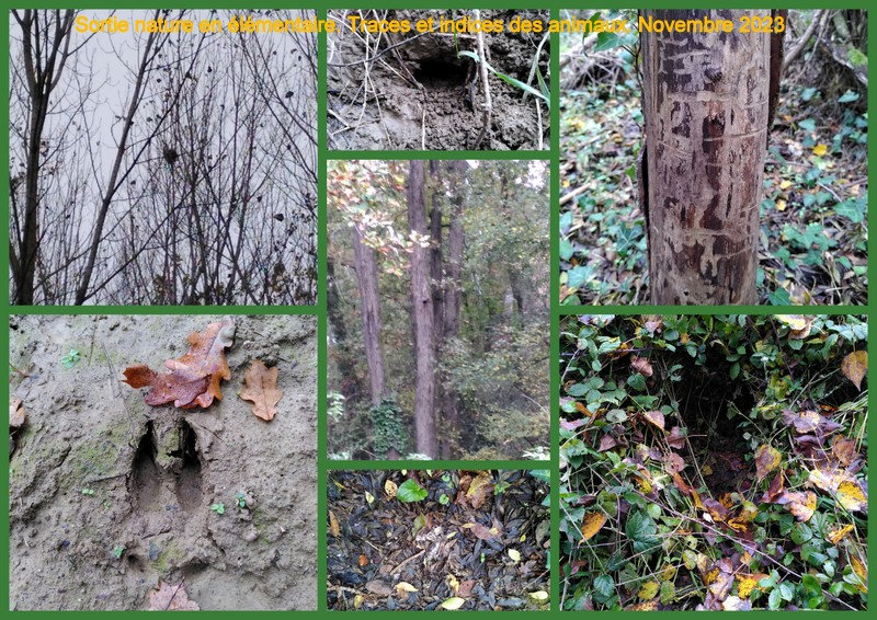 Sortie nature nov 2023 traces des animaux