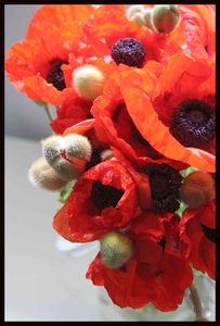 pavot_2