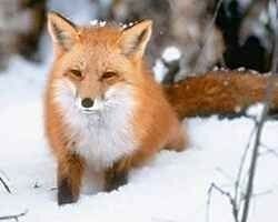 renard4