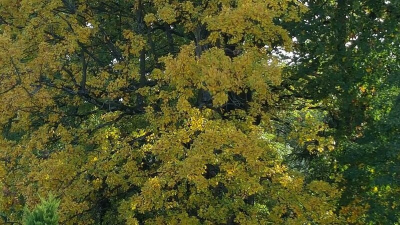 MES CHENES - 25 OCTOBRE 2015 - SUITE 10