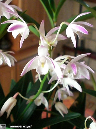 Dendrobium Berry Snow Fairy