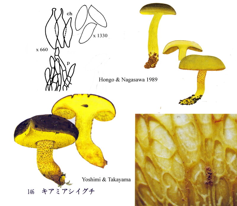 Boletus_ornatipes_abcd