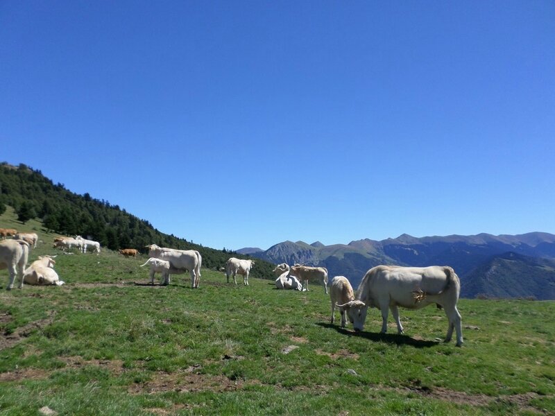 vaches-pyrenees