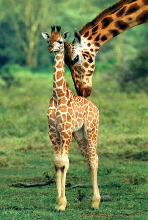 bebes_giraffes_127417