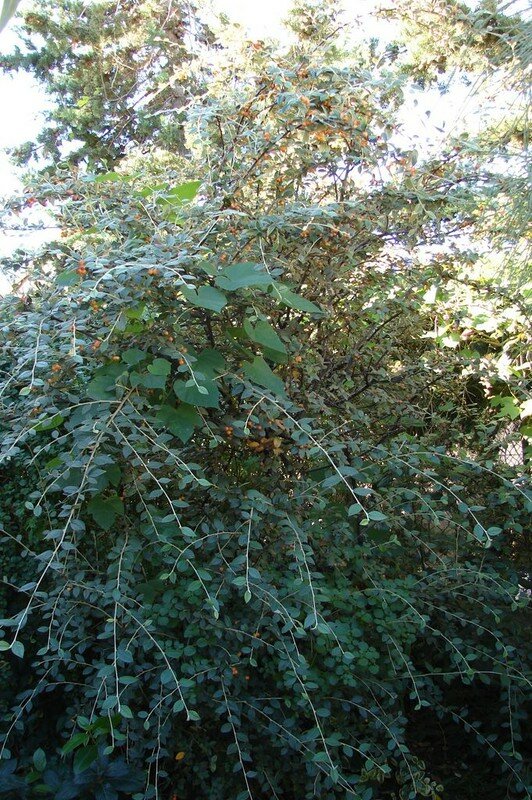 cotoneaster lacteus 02