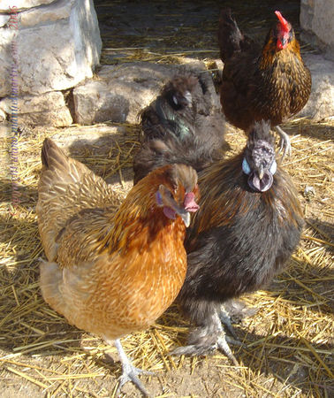 Poules