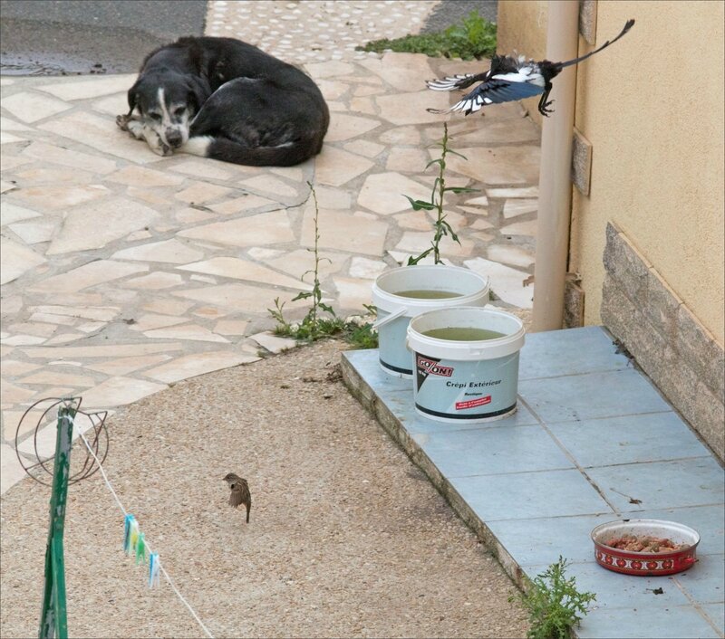 ville gamelle chiens oiseaux 020717 8 pie moineau