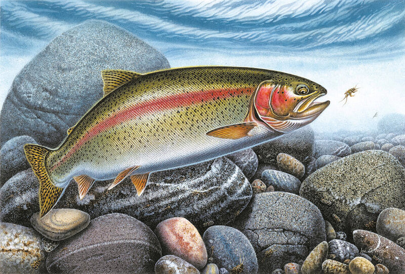 rainbow-trout-stream by-jon-q-wright