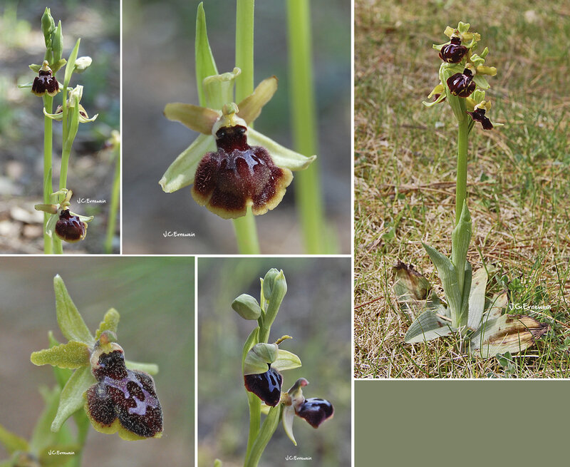 Ophrys araignée blog