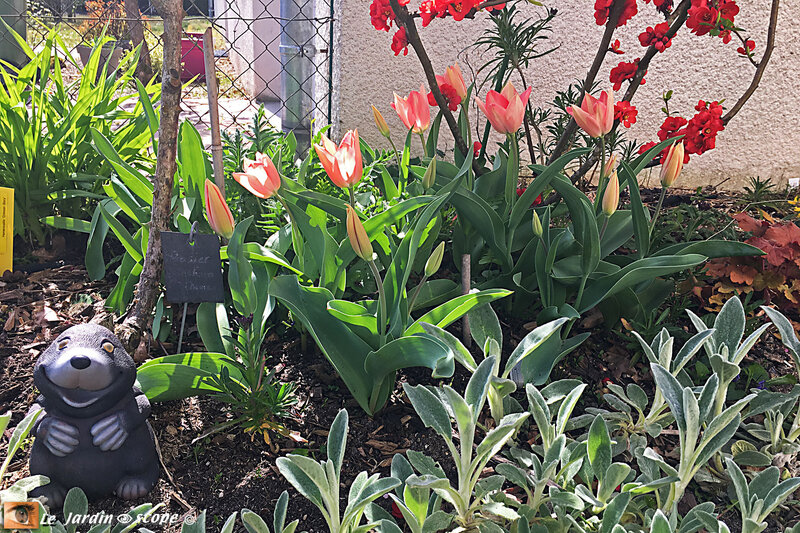 Tulipes Triomphe Gabriella