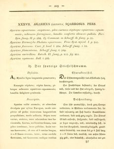 Trattinnick4