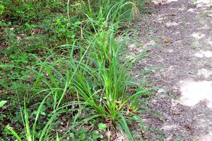 carex-05