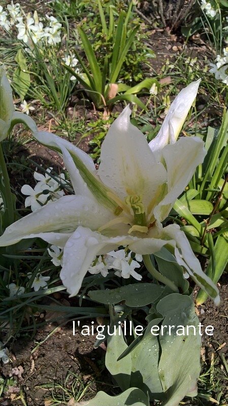 tulipe2