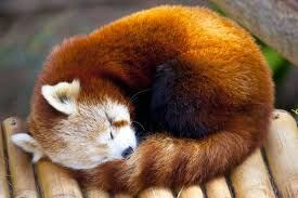 Petit panda roux dort