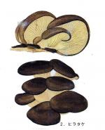 Pleurotus cornucopiae IH1