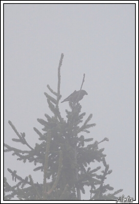 silhouette de Bec-croisé des sapins