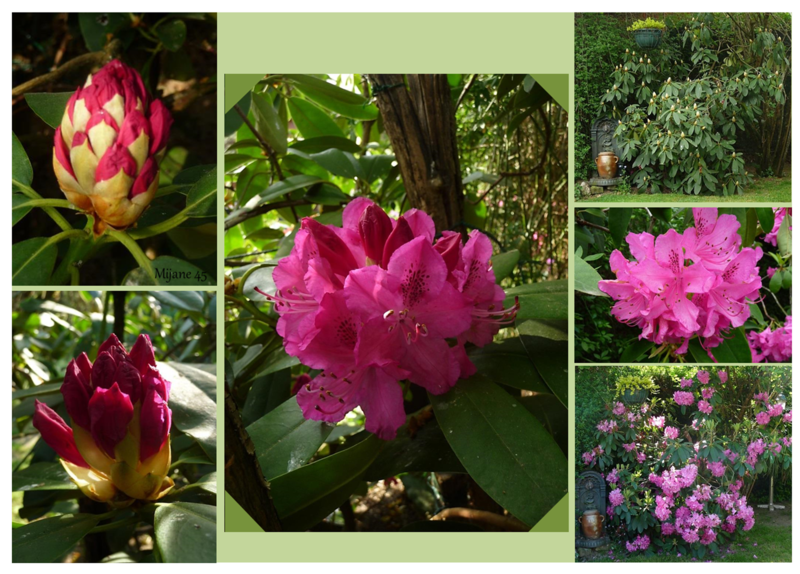 pêle-mêle de rhododendrons