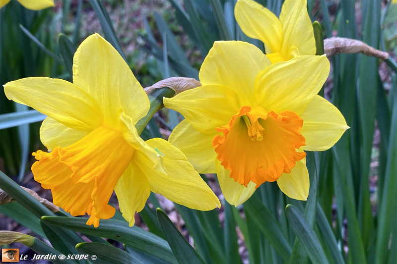 Narcisse-Grande-Coupe-Fortune