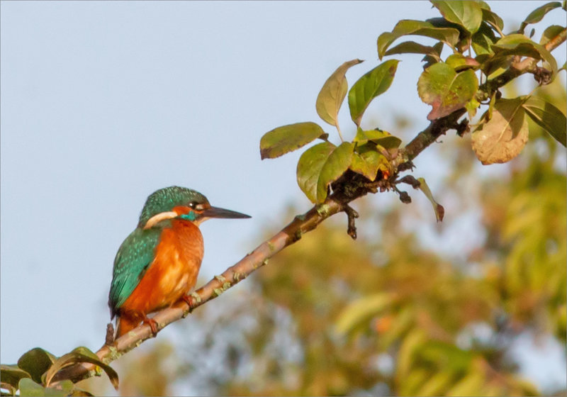 Oiseau MP ville 221023